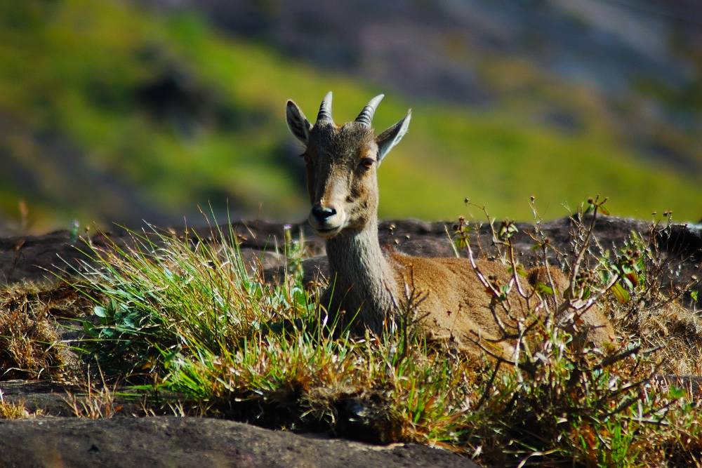 Munnar (14)